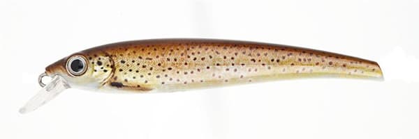 Seatrout