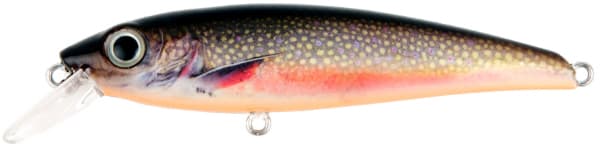 Brook Trout