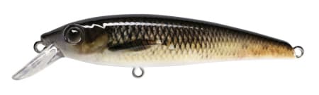 Common Whitefish