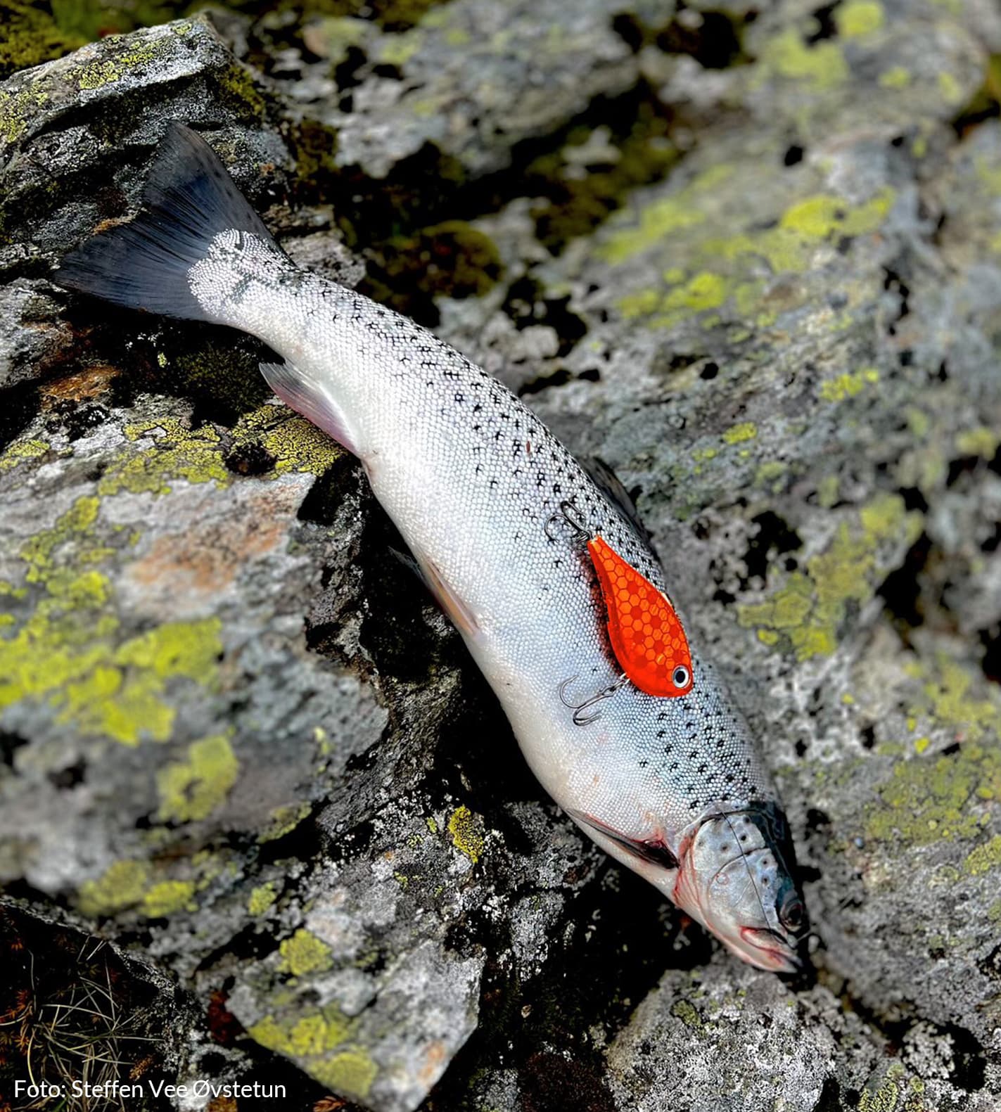 Rapala Rippin Rap Skitt Fiske Cpb 7cm Egenutviklet Special Edition Fargedesign — image 5 of 5