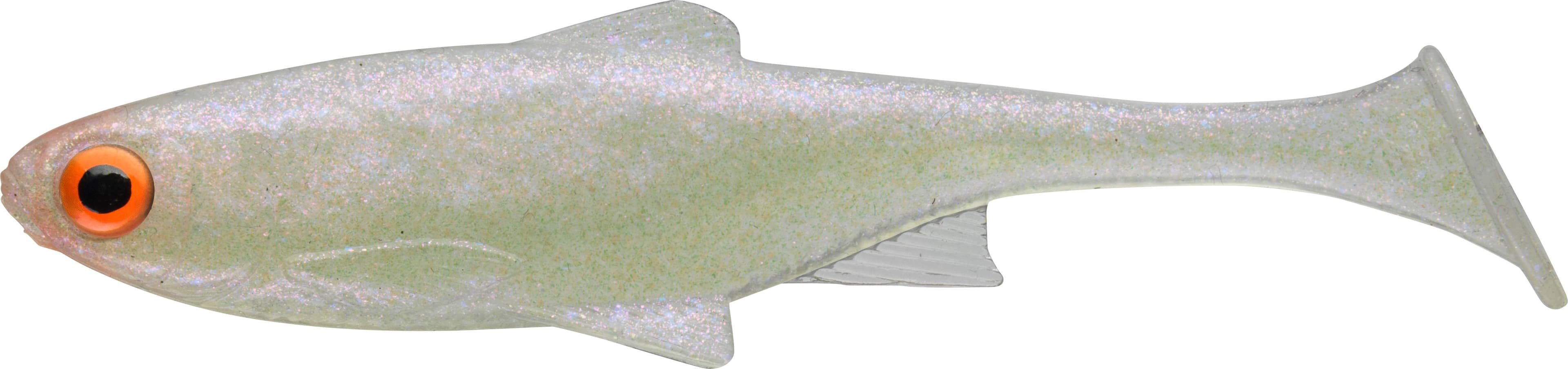 WHITE GHOST ROACH